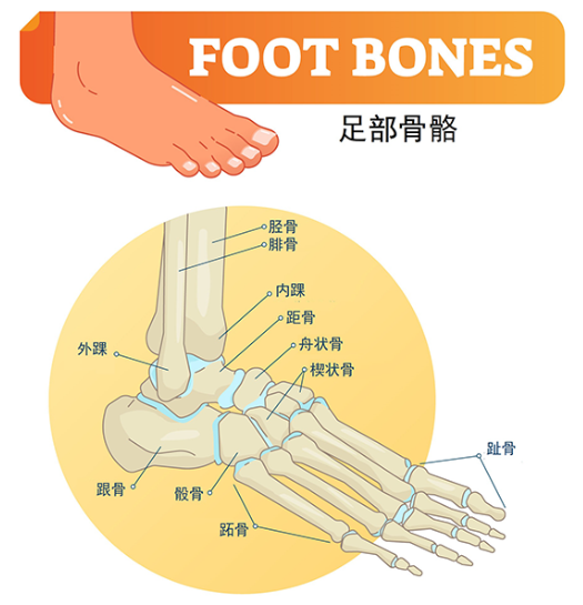 建■ ▋   踝关节的结构 人体的踝关节由三个关节组成,一个是由胫腓骨