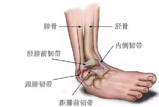 脚踝内侧韧带图图片